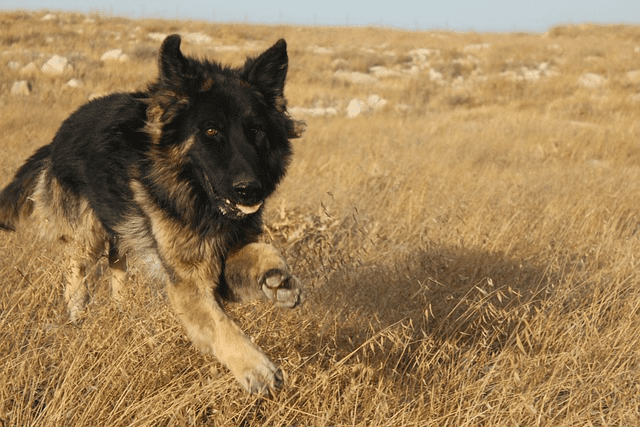 Vacanza pet friendly, 3 indicazioni per valutare una struttura ricettiva