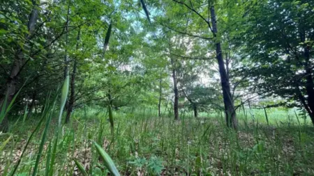 Foreste e Biodiversità: Il Ruolo Cruciale delle Aziende nella Lotta al Cambiamento Climatico