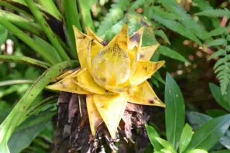 Bromelina