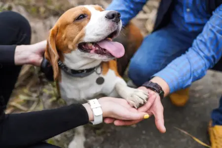 giornata mondiale del cane